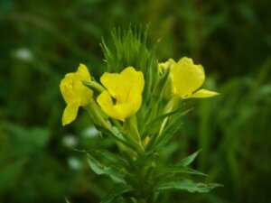 オオマツヨイグサのまとめ 育て方 苗の植え付けや種まき と花言葉等8個のポイント 植物の育て方や豆知識をお伝えするサイト