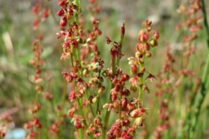 フウセンカズラのまとめ 育て方 苗の植え付けや摘心 と花言葉等18個のポイント 植物の育て方や豆知識をお伝えするサイト