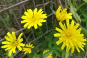 メランポジウム メランポジューム のまとめ 寄せ植えや花言葉等9個のポイント 植物の育て方や豆知識をお伝えするサイト
