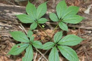 ヒナソウのまとめ 育て方 植え替えや増やし方 と花言葉等16個のポイント 植物の育て方や豆知識をお伝えするサイト