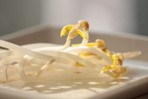 もやしのまとめ 育て方 水耕栽培や増やし方 と花言葉等13個のポイント 植物の育て方や豆知識をお伝えするサイト