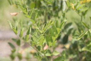 甘草 カンゾウ のまとめ 栽培方法や効能作用等9個のポイント 植物の育て方や豆知識をお伝えするサイト
