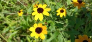 オオハンゴンソウのまとめ 育て方や花言葉等8個のポイント 植物の育て方や豆知識をお伝えするサイト