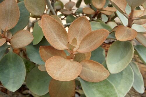 仙人の舞 多肉植物 のまとめ 増やし方や成長速度について等7個のポイント 植物の育て方や豆知識をお伝えするサイト
