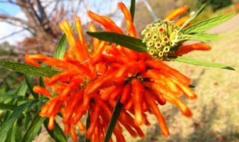 オレンジ色の花 植物の育て方や豆知識をお伝えするサイト