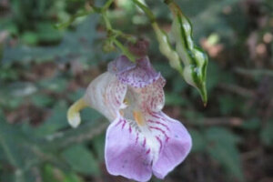 十二単 ジュウニヒトエ のまとめ 育て方や花言葉等7個のポイント 植物の育て方や豆知識をお伝えするサイト