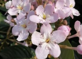 キセルアザミのまとめ 実や花の特徴や花言葉等4個のポイント 植物の育て方や豆知識をお伝えするサイト