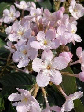 オオベニウツギのまとめ 育て方 選定や挿し木 と花言葉等9個のポイント 植物の育て方や豆知識をお伝えするサイト