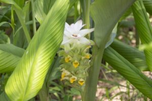 ウコンのまとめ 育て方 水耕栽培や病気対策 と花言葉等12個のポイント 植物の育て方や豆知識をお伝えするサイト