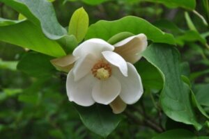 ナンキンハゼのまとめ 紅葉の時期や花言葉等11個のポイント 植物の育て方や豆知識をお伝えするサイト