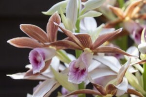 キセルアザミのまとめ 実や花の特徴や花言葉等4個のポイント 植物の育て方や豆知識をお伝えするサイト