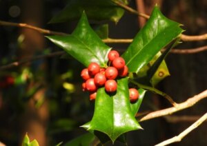 セイヨウヒイラギのまとめ 育て方 剪定や植え替え と花言葉等9個のポイント 植物の育て方や豆知識をお伝えするサイト