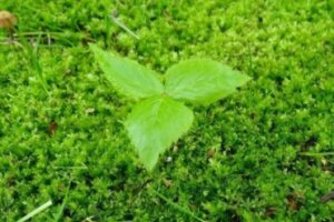 ドクゼリのまとめ 見分け方や花言葉等6個のポイント 植物の育て方や豆知識をお伝えするサイト