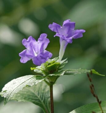 スズムシバナのまとめ 育て方や花言葉等5個のポイント 植物の育て方や豆知識をお伝えするサイト