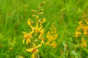 ゴールドコインのまとめ 育て方 苗の植え付けや挿し芽 と花言葉等8個のポイント 植物の育て方や豆知識をお伝えするサイト