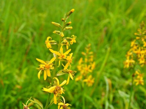 雄宝香 オタカラコウ のまとめ 育て方や花言葉等8個のポイント 植物の育て方や豆知識をお伝えするサイト