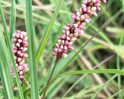 チダケサシのまとめ 似た花や花言葉等7個のポイント 植物の育て方や豆知識をお伝えするサイト