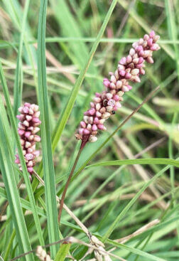 サナエタデのまとめ イヌタデとの違いや花言葉等5個のポイント 植物の育て方や豆知識をお伝えするサイト