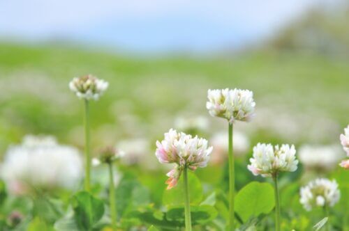 ホワイトクローバーのまとめ 育て方 種まき と花言葉等9個のポイント 植物の育て方や豆知識をお伝えするサイト