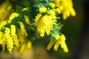 三時草 サンジソウ のまとめ 育て方 植え替えや増やし方 と花言葉等10個のポイント 植物の育て方や豆知識をお伝えするサイト