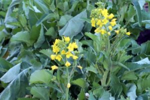 ハマボウのまとめ 開花時期や花言葉等8個のポイント 植物の育て方や豆知識をお伝えするサイト