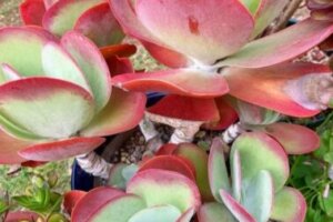 クルシア ロゼア 観葉植物 のまとめ 育て方や花言葉等7個のポイント 植物の育て方や豆知識をお伝えするサイト