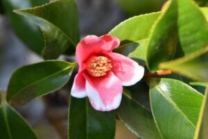 ポットマムのまとめ 切り戻しや花言葉等12個のポイント 植物の育て方や豆知識をお伝えするサイト