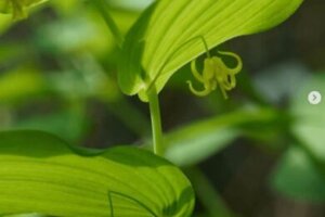 ウワバミソウのまとめ 育て方 適した環境や肥料 と花言葉等7個のポイント 植物の育て方や豆知識をお伝えするサイト