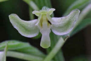 グミの木 植物 のまとめ 育て方 剪定や植え替え と花言葉等11個のポイント 植物の育て方や豆知識をお伝えするサイト