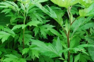 ワラビのまとめ 栽培の仕方や食べ方等10個のポイント 植物の育て方や豆知識をお伝えするサイト