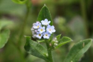 トリカブトのまとめ 致死量や花言葉等11個のポイント 植物の育て方や豆知識をお伝えするサイト