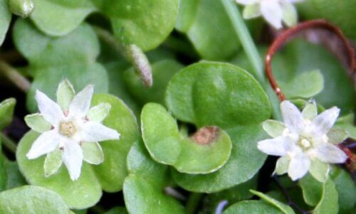 ダイカンドラのまとめ 育て方 種まきや植え方 と花言葉等14個のポイント 植物の育て方や豆知識をお伝えするサイト