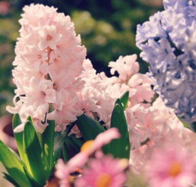 チャイナピンク ヒヤシンス のまとめ 育て方や花の特徴について等6個のポイント 植物の育て方や豆知識をお伝えするサイト