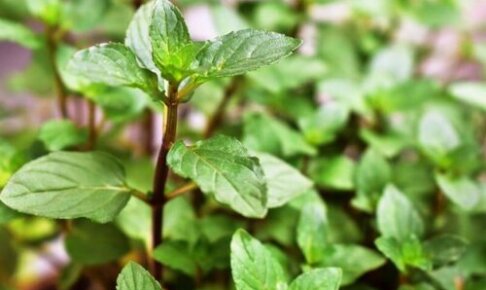 白色の花 植物の育て方や豆知識をお伝えするサイト