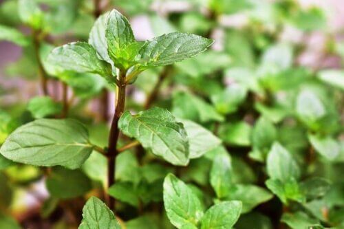 チョコレートミント ハーブ のまとめ 育て方や食用なのかについて等8個のポイント 植物の育て方や豆知識をお伝えするサイト