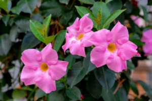 カラテア 観葉植物 のまとめ 育て方 剪定や増やし方 と花言葉等9個のポイント 植物の育て方や豆知識をお伝えするサイト