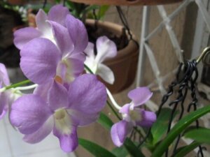 デンドロビウム ファレノプシスのまとめ 育て方や花言葉等7個のポイント 植物の育て方や豆知識をお伝えするサイト