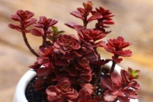 アエオニウムのまとめ 増やし方や花言葉等7個のポイント 植物の育て方や豆知識をお伝えするサイト アエオニウムのまとめ 増やし方や花言葉等7個のポイント 植物の育て方や豆知識をお伝えするサイト