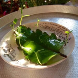 ハカラメ 花 のまとめ 育て方 植え替えや増やし方 と花言葉等11個のポイント 植物の育て方や豆知識をお伝えするサイト ハカラメ 花 のまとめ 育て方 植え替えや増やし方 と花言葉等11個のポイント 植物の育て方や豆知識をお伝えするサイト