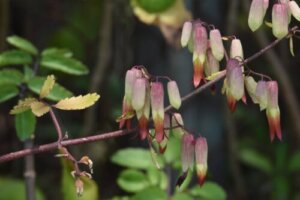 ハカラメ 花 のまとめ 育て方 植え替えや増やし方 と花言葉等11個のポイント 植物の育て方や豆知識をお伝えするサイト