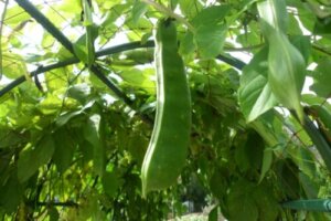 セロリのまとめ 種まきの時期や花言葉等9個のポイント 植物の育て方や豆知識をお伝えするサイト