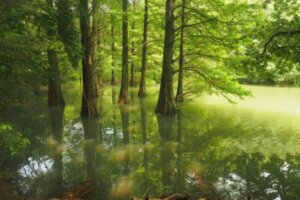 ハイノキのまとめ 育て方 植え替えや剪定 と花言葉等12個のポイント 植物の育て方や豆知識をお伝えするサイト
