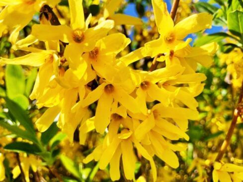 ゴールデンベル 花 のまとめ 育て方や花言葉等7個のポイント 植物の育て方や豆知識をお伝えするサイト