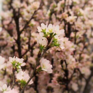 啓翁桜 ケイオウザクラ のまとめ 育て方 苗木の植え方や挿し木 と花言葉等11個のポイント 植物の育て方や豆知識をお伝えするサイト
