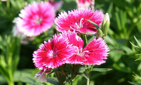 白色の花 植物の育て方や豆知識をお伝えするサイト