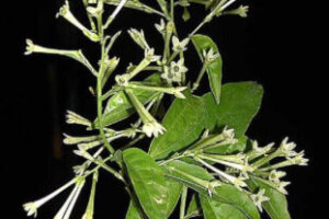 秋明菊 シュウメイギク のまとめ 種類や花言葉等10個のポイント 植物の育て方や豆知識をお伝えするサイト