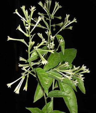 夜香木 ヤコウボク のまとめ 育て方 剪定時期や植え替え と花言葉等13個のポイント 植物の育て方や豆知識をお伝えするサイト