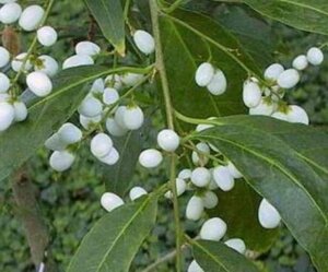 夜香木 ヤコウボク のまとめ 育て方 剪定時期や植え替え と花言葉等13個のポイント 植物の育て方や豆知識をお伝えするサイト