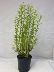 夜香木 ヤコウボク のまとめ 育て方 剪定時期や植え替え と花言葉等13個のポイント 植物の育て方や豆知識をお伝えするサイト