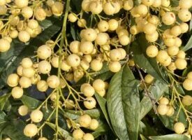 栃の木 トチノキ のまとめ 育て方 種まきや剪定 と花言葉等14個のポイント 植物の育て方や豆知識をお伝えするサイト 栃の木 トチノキ のまとめ 育て方 種まきや剪定 と花言葉等14個のポイント 植物の育て方や豆知識をお伝えするサイト